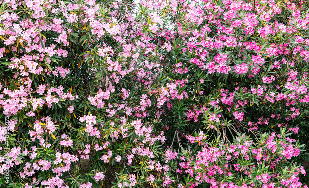 botanical floral spring background with blooming plants pink and lilac common oleander