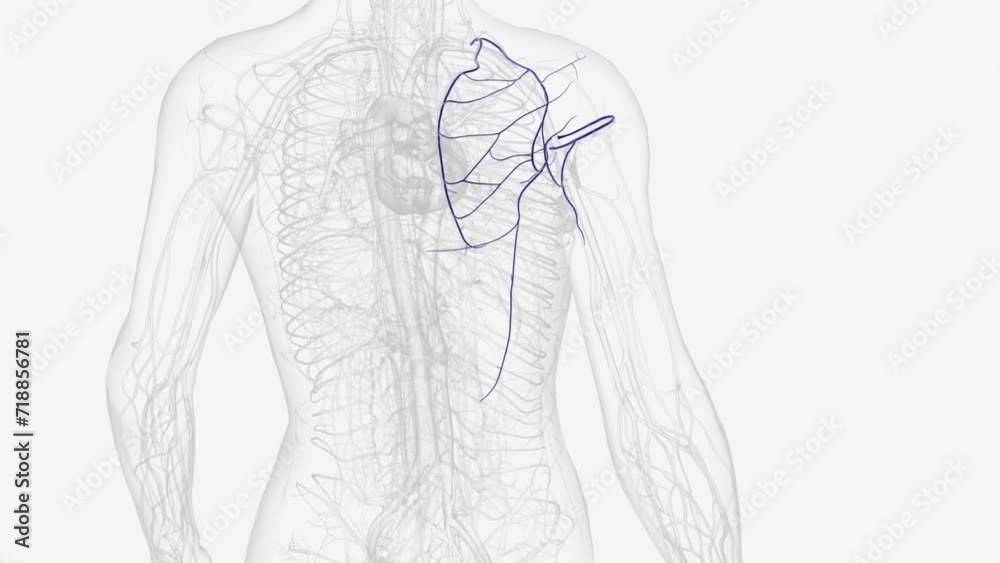 Deep veins of right pectcral girdle . Deep veins of right pectcral girdle .