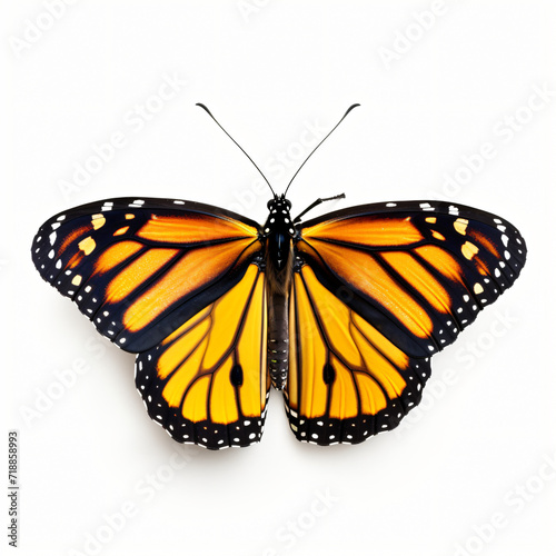 Monarch butterfly © Hassan