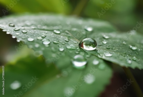 Large beautiful drops of transparent rain water on a green leaf macro. Drops of dew in the morning glow in the sun. Beautiful leaf texture in nature. Natural background