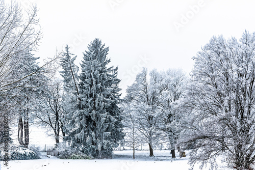 Snowy deciduous trees and conifers in winter. © Daniela Baumann