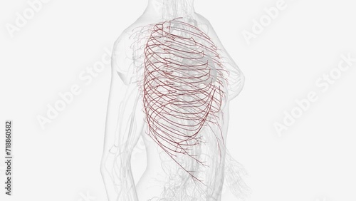 Intercostal arteries are posterior branches along the length of the descending thoracic aorta and provide segmental arterial blood supply to the spinal cord photo
