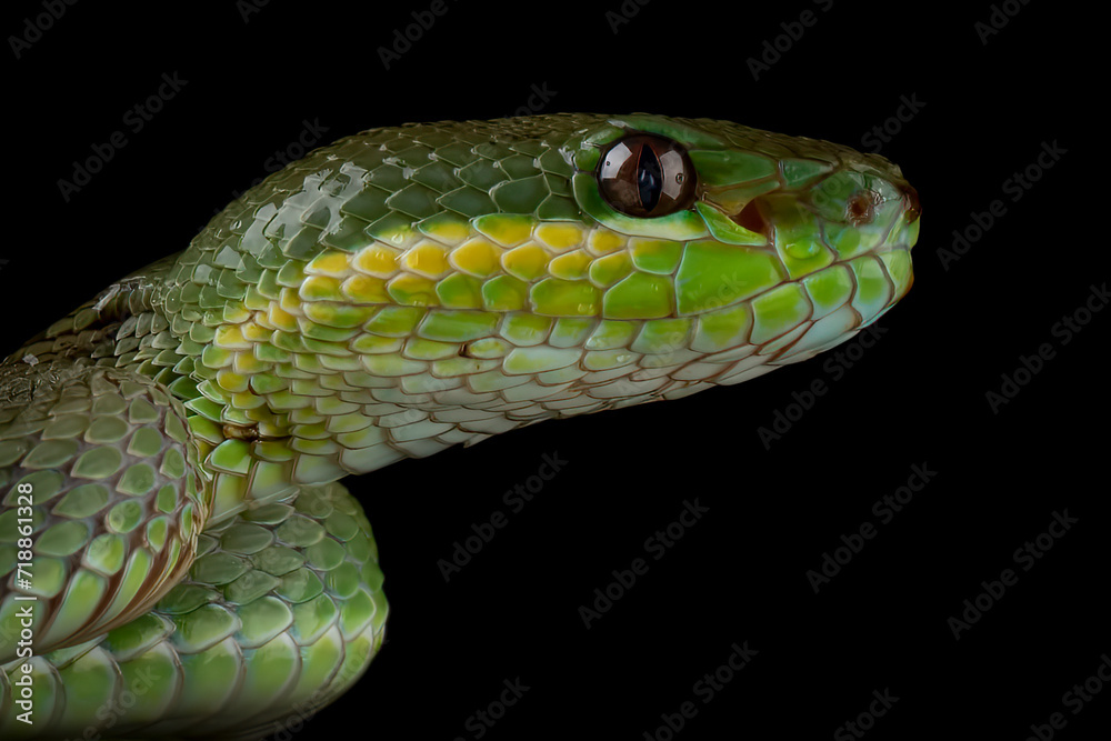 Fototapeta premium Trimeresurus insularis is a venomous pit viper species found in Indonesia.