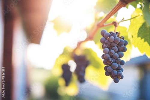 pinot noir grapes on vine in sunlight photo
