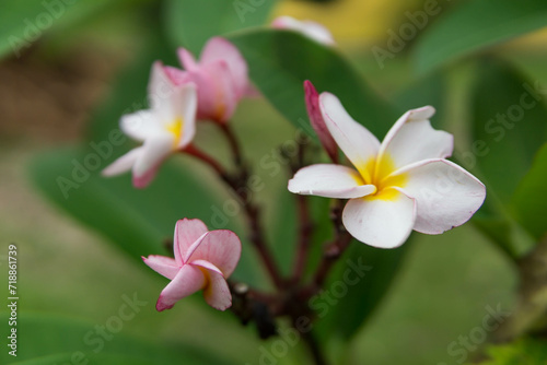 Frangipani or Plumeria flowers blooming in the garden