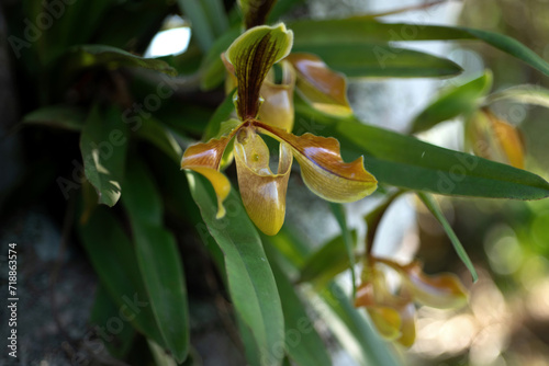 Paphiopedilum villosum, orchid blooming in the garden