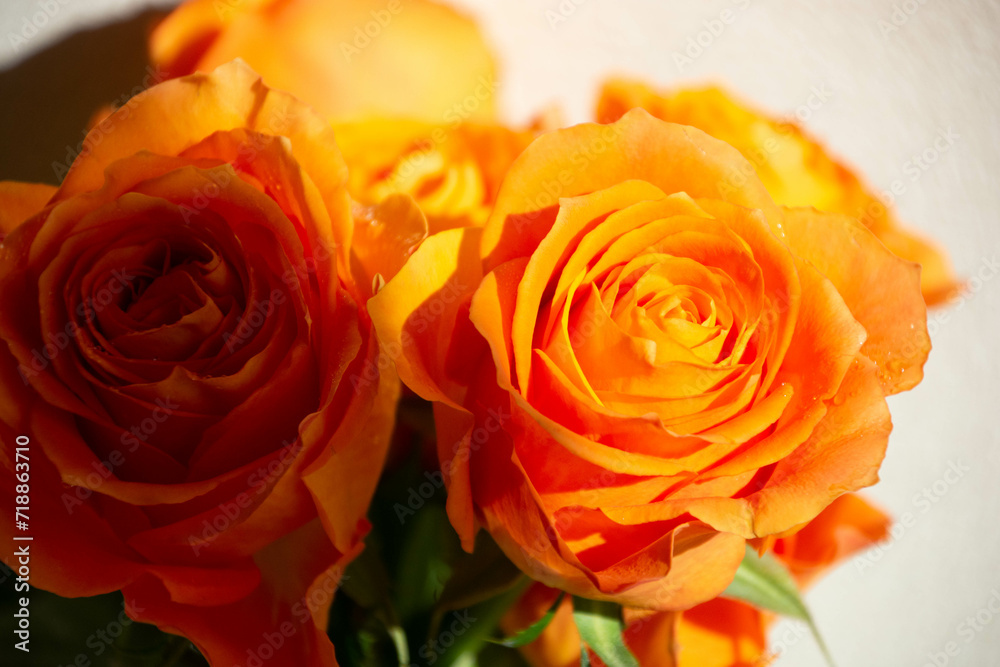 オレンジ色のバラ