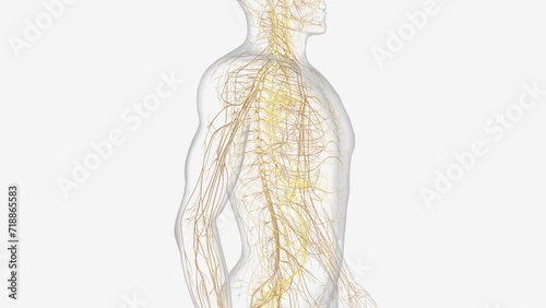 The autonomic nervous system is a component of the peripheral nervous system that regulates involuntary physiologic processes including heart rate .