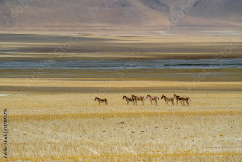 Photography Wild KIANG Near TsoKar Lake,Ladhak