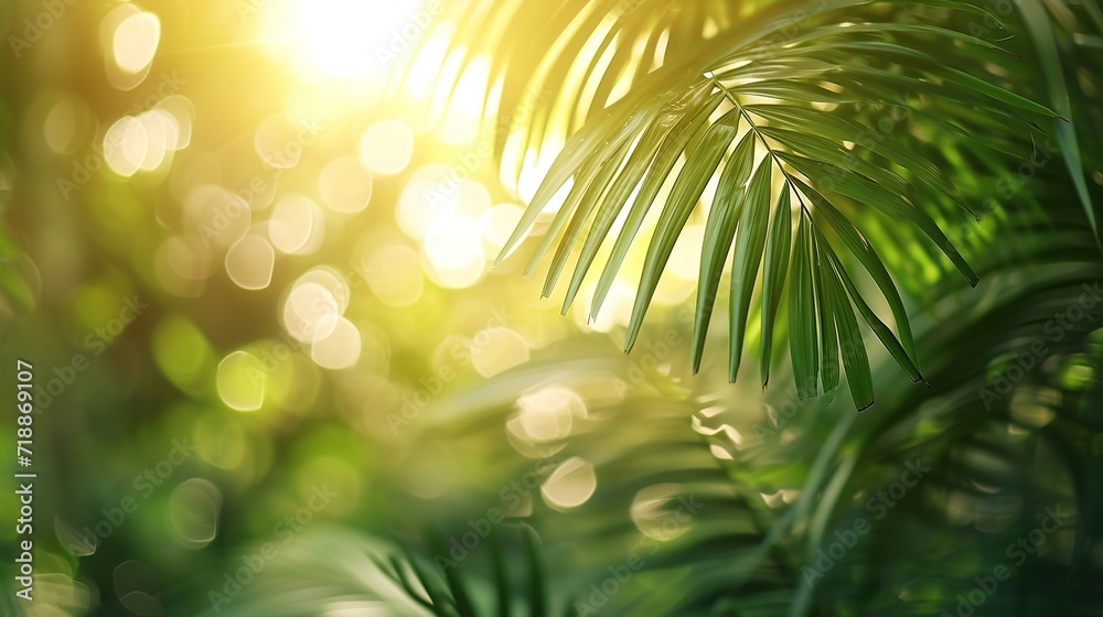 green palm leaf motion isolated on blurred soft bokeh light animation background in sunshine, abstract tropical vegetation backdrop concept with copy space for product presentation