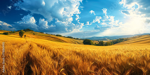 Golden Summer Splendor: Panoramic View of Ripe Wheat Fields, Spacious Hilly Landscape, and Blue Sky on Warm Rural Day © Bartek