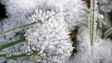 Eisblume aus Eiskristalle mit Gras