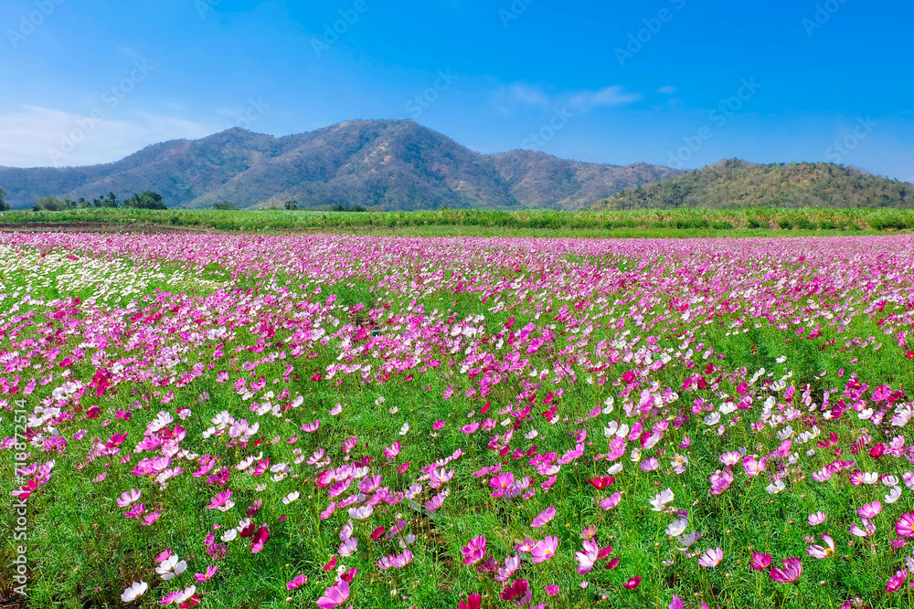 Beautiful flower gardens in the season of tourism. Beautiful flower gardens in the season of tourism.