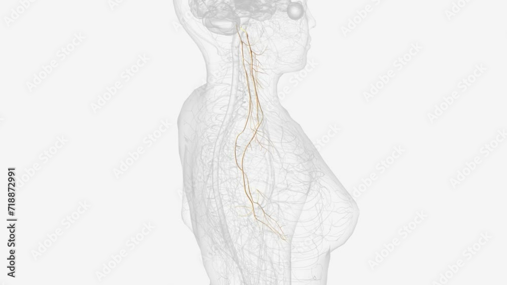 The vagus nerve (cranial nerve CN X) is the longest cranial nerve in