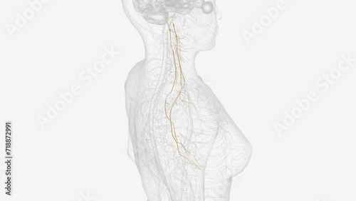 The vagus nerve (cranial nerve CN X) is the longest cranial nerve in the body, containing both motor and sensory functions in both the afferent and efferent regards
