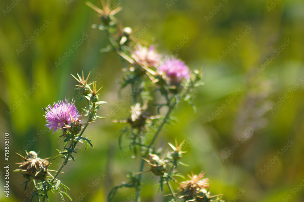 Closeup of red star thistle flowers with green blurred plants on background Closeup of red star thistle flowers with green blurred plants on background