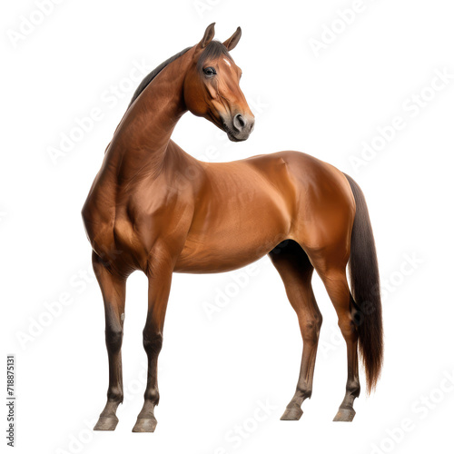 Beautiful brown horse isolated on white