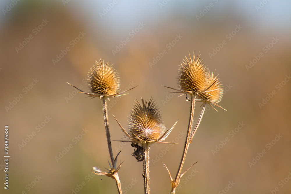 Closeup or three brown cutleaf teasel dried seeds with blurred background Closeup or three brown cutleaf teasel dried seeds with blurred background