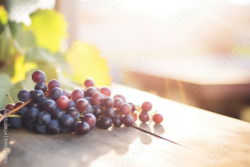organic sangiovese grapes with a sun flare photo