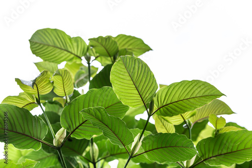 Kratom or Mitragyna speciosa branch green leaves on natural background.