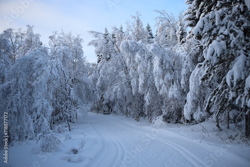 Crown snow-load on cross-country skiing trail in Bymarka, Trondheim, Norway
