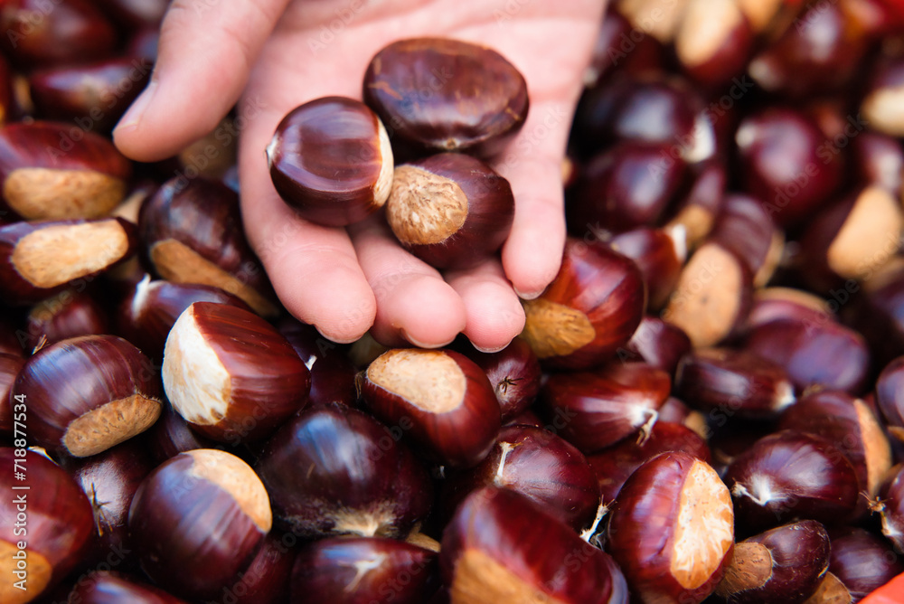 Girl with chestnuts in her hands, freshly collected on the ground. Free chestnuts. Girl with chestnuts in her hands, freshly collected on the ground. Free chestnuts.