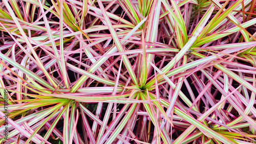 Dracaena marginata tricolor with its various color in outdoor garden