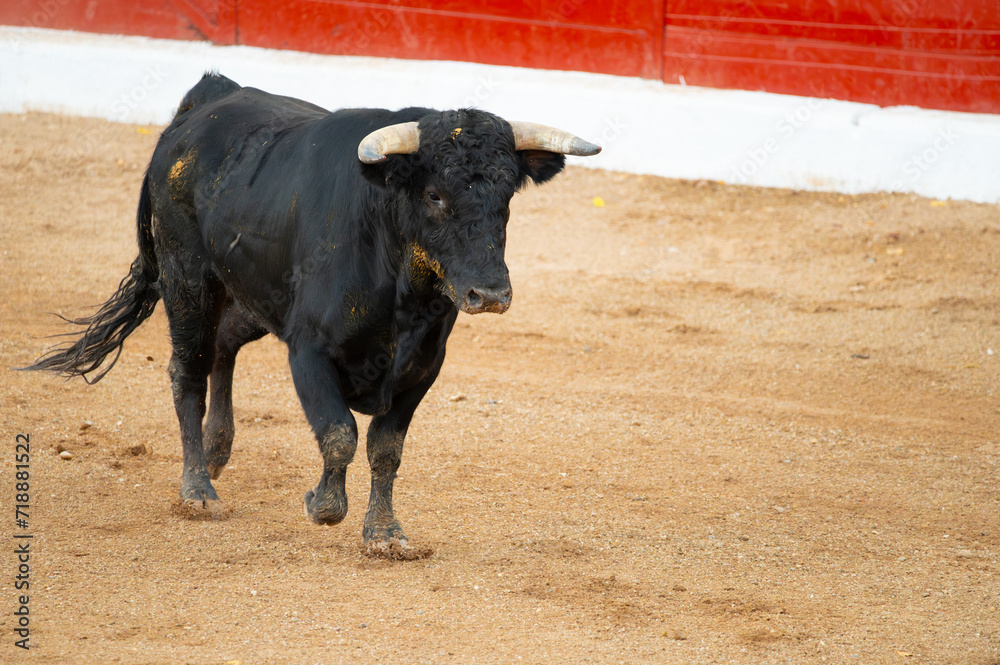 Brave bull in the bullfight arena, Raging bull ready to ram. High quality photo Brave bull in the bullfight arena, Raging bull ready to ram. High quality photo