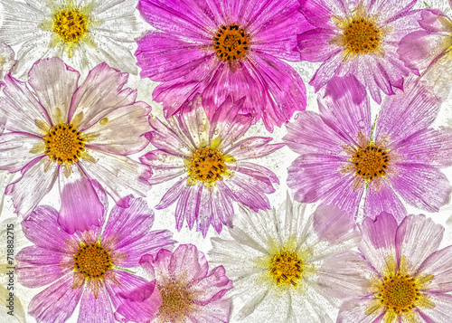 Still life of multiple flowering cosmea plants  cosmos bipinnatus  frozen in ice   topview  back lit  wall art  decoration  photography  