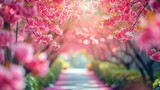 Sakura, Cherry blossoms flower, Garden walkway with beautiful pink sakura full blooming branch tree background with sunny day in spring season
