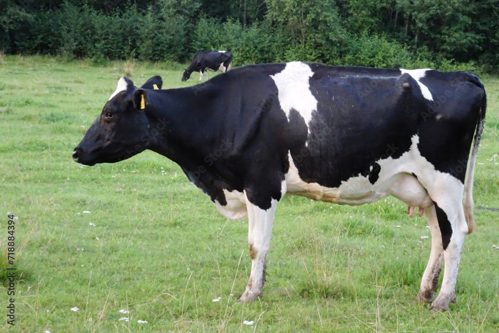 Dairy cow in the pasture. black young cow,