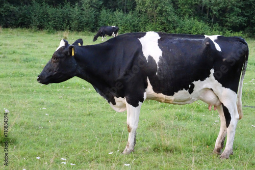 Dairy cow in the pasture. black young cow 