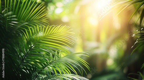 shiny sunlight in an idyllic green palm garden  tropical vegetation background banner with copy space for travel  holidays and vacation