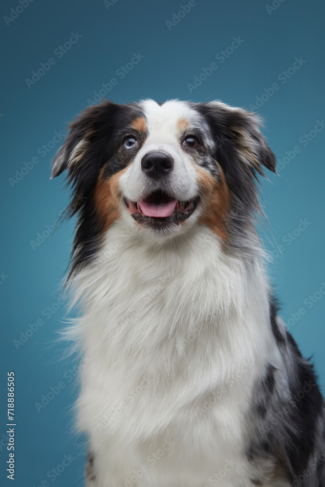 Portrait of a merle Australian Shepherd dog with a vibrant expression