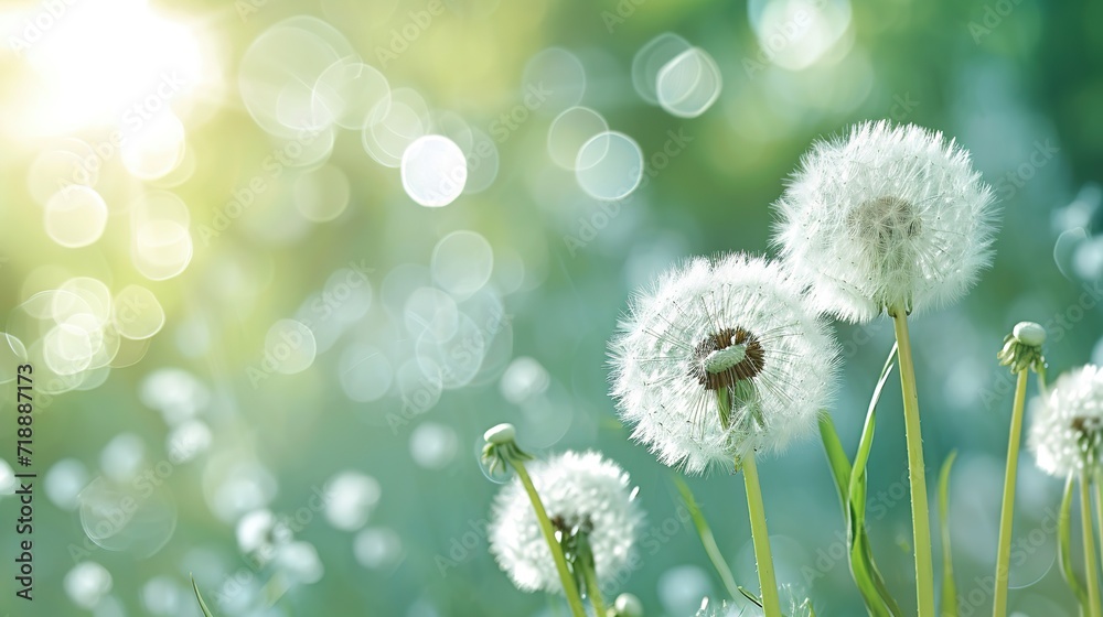 spring background with white dandelions spring background with white dandelions