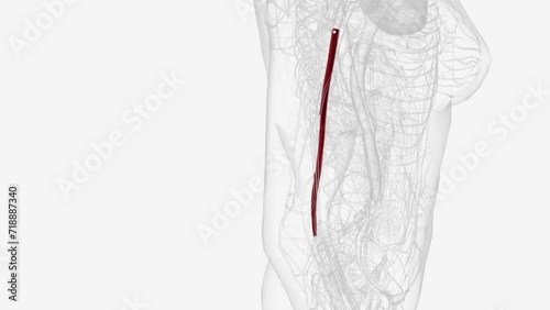 The brachial artery runs along the front part of your bicep .