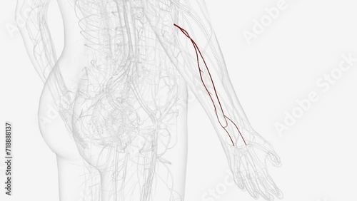 Branches of right ulnar artery . photo