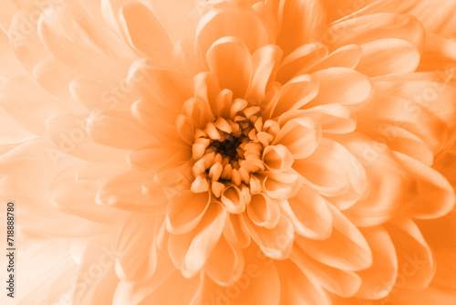 Beautiful chrysanthemum flower as background  closeup. Toned in orange