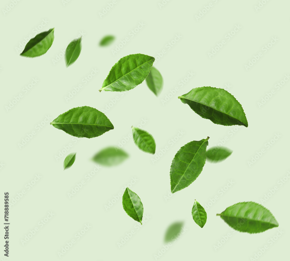 Fresh green tea leaves falling on color background Fresh green tea leaves falling on color background