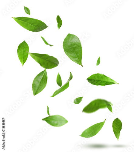 Fresh green tea leaves falling on white background