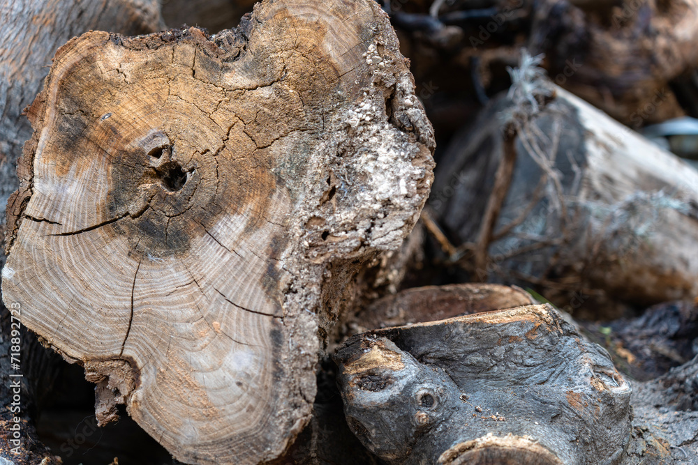 Wood texture of cut natural trees for fireplace Wood texture of cut natural trees for fireplace