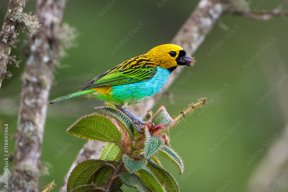 Gilt-edged tanager (tangara cyanoventris)