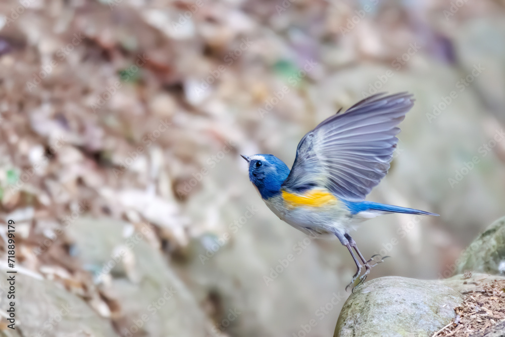 Obraz premium 幸せの青い鳥、可愛いルリビタキ（ヒタキ科）。日本国神奈川県にて。 2023年冬撮影。 