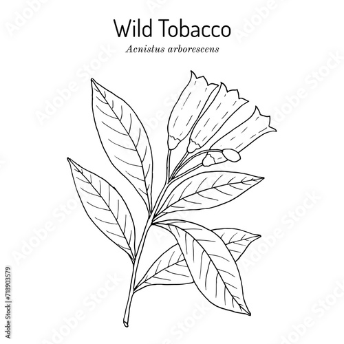 Wild tobacco (Acnistus arborescens), edible plant.