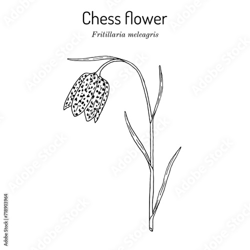 Chess flower, or snakes head fritillary (Fritillaria meleagris), edible and medicinal plant