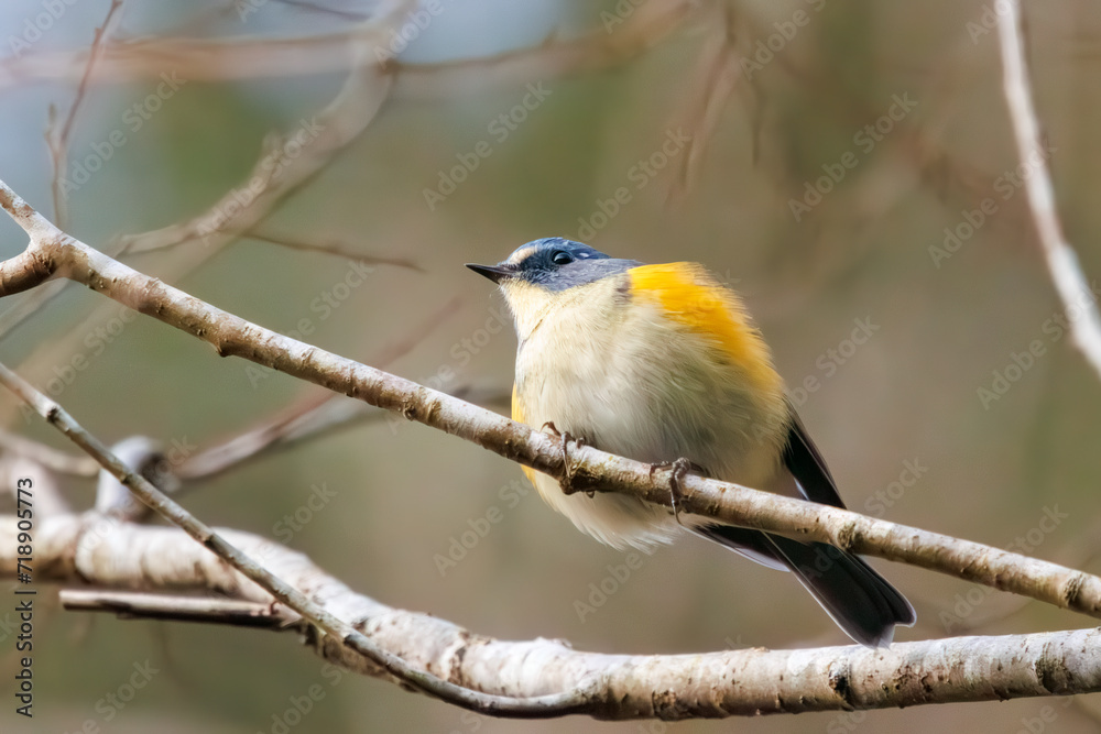 Fototapeta premium 幸せの青い鳥、可愛いルリビタキ（ヒタキ科）。日本国神奈川県にて。 2023年冬撮影。 