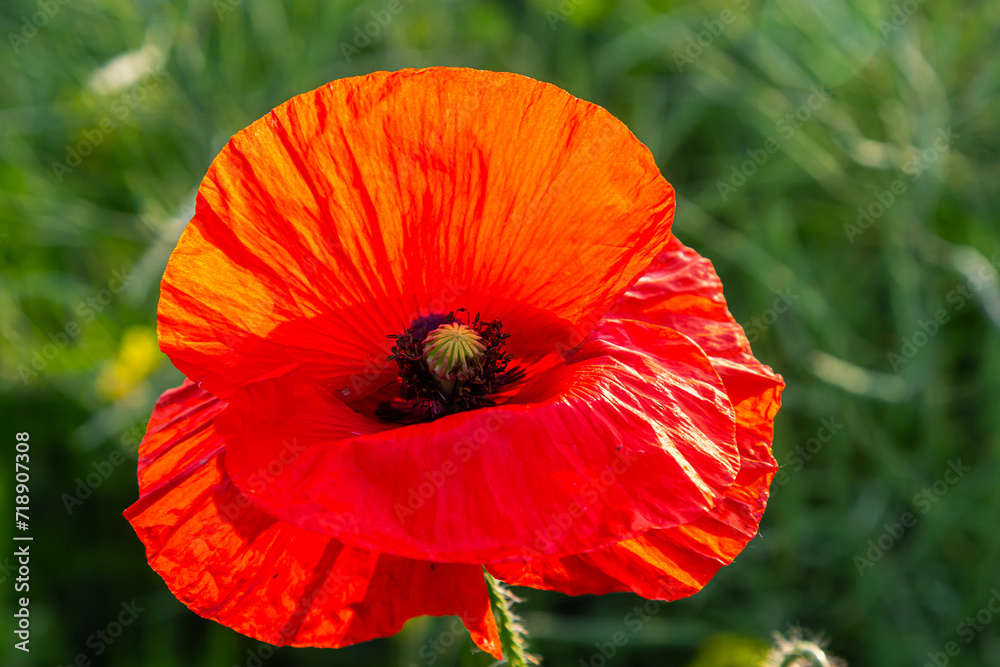 Papaver rhoeas or common poppy, red poppy is an annual herbaceous flowering plant in the poppy family, Papaveraceae, with red petals Papaver rhoeas or common poppy, red poppy is an annual herbaceous flowering plant in the poppy family, Papaveraceae, with red petals