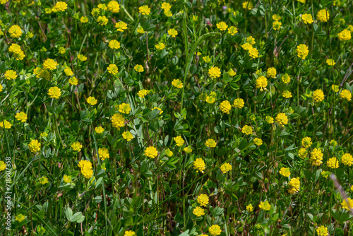 Trifolium campestre or hop trefoil flower, close up. Yellow or golden clover with green leaves. Wild or field clover is herbaceous, annual and flowering plant in the bean or legume family Fabaceae