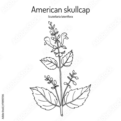 American or blue skullcap (Scutellaria lateriflora ), medicinal plant. photo