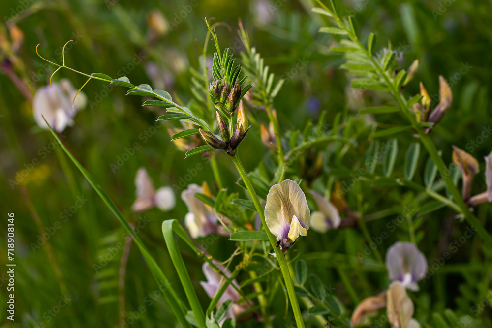 Vicia lutea - smooth yellow vetch. Spring wildflowers on a sunny day in the meadow Vicia lutea - smooth yellow vetch. Spring wildflowers on a sunny day in the meadow